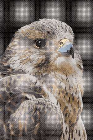 image of Falcon Up Close