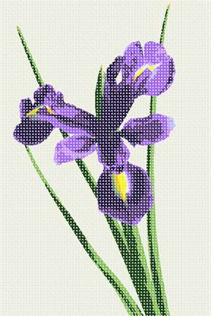 image of Iris Beauty (Small)