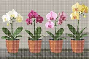 image of Potted Orchids