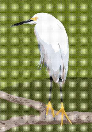 image of Snowy Egret 2
