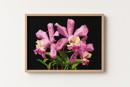 Open Orchids
