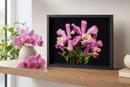 Open Orchids