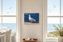 Seagull