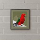 Australian King Parrot