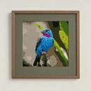 Beautiful Bird