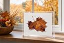 Fallen Leaf