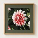 Dahlia Design