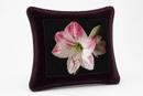 Amaryllis 