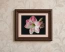 Amaryllis 