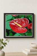 Anthurium 