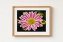Chrysanthemum