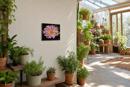 Chrysanthemum
