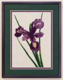 Iris Beauty