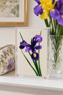 Iris Beauty