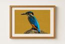 Kingfisher Bird