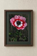 Ombre Anemone