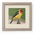 Western Tanager