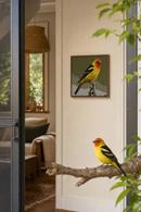 Western Tanager