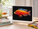 Fairy Wrasse Fish