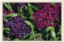 Hyacinth