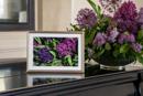 Hyacinth