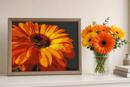 Gerber Daisy