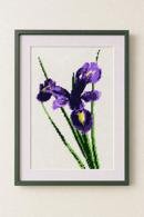Iris Beauty (Small)