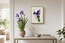 Iris Beauty (Small)