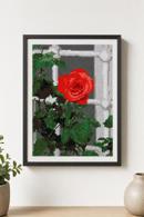 Open Rose By The Window