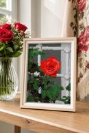 Open Rose By The Window