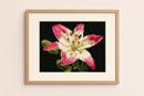 Pink Lily