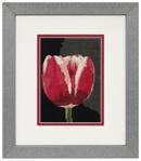 Tulip Bulb