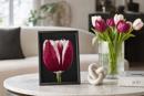 Tulip Bulb