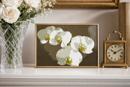 White Orchids