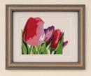 About Tulips