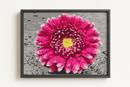 Chrysanthemum Flower