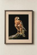 Hawk