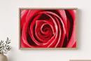 Inside A Rose 2