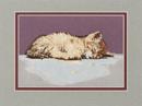 Cat Nap
