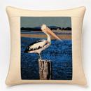 Pelican