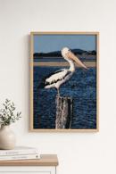 Pelican