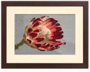 Protea Flower
