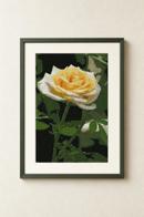 Single Rose