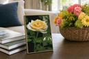 Single Rose