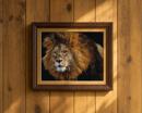 Lion Up Close