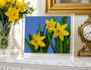 Daffodils