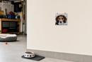 Dog Staring