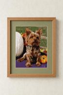 Dog With Pumpkins