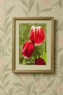 Red Tulips