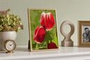 Red Tulips